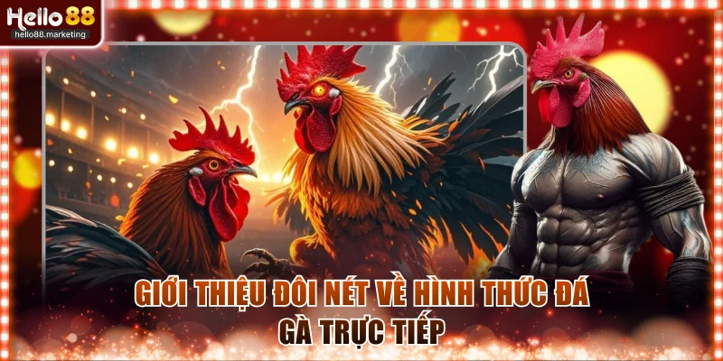 Giới thiệu đôi nét về hình thức đá gà trực tiếp