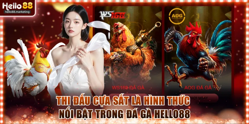 Thi đấu cựa sắt là hình thức nổi bật trong đá gà Hello88
