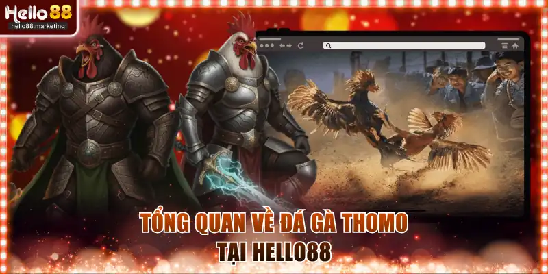 Tổng quan về đá gà Thomo tại Hello88