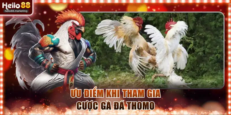 Ưu điểm khi tham gia cược gà đá Thomo